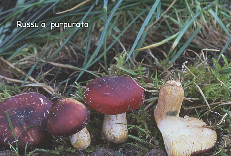 Russula purpurata-amf1724.jpg - Russula purpurata ; Syn: Russula xerampelina var.purpurata ; Nom français: Russule pourpre